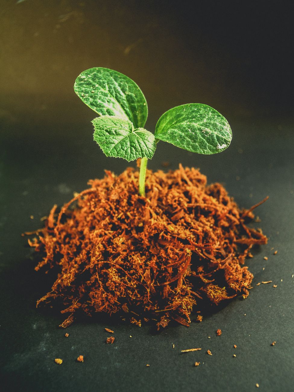 close up photography of green leafed plant
